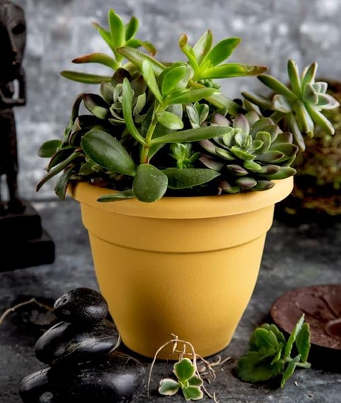 8 Inch Caribbean Planter - Lightweight Indoor Outdoor Plastic Plant Pot for Herbs and Flowers, Honey