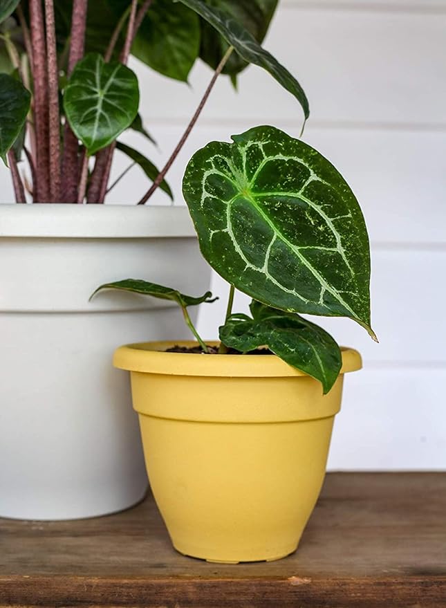 8 Inch Caribbean Planter - Lightweight Indoor Outdoor Plastic Plant Pot for Herbs and Flowers, Honey