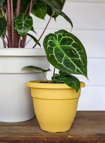 8 Inch Caribbean Planter - Lightweight Indoor Outdoor Plastic Plant Pot for Herbs and Flowers, Honey